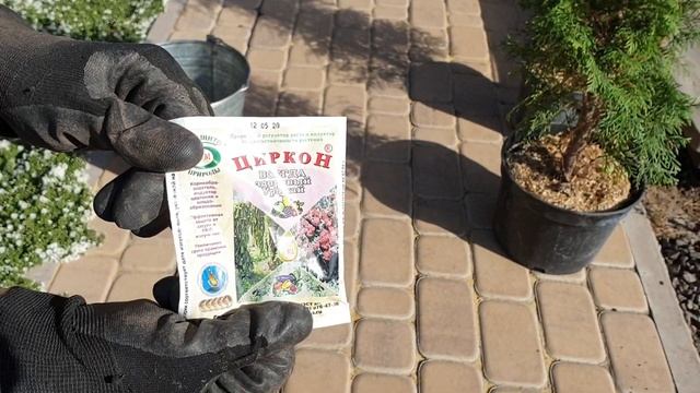 посадка туи Смарагд пошаговая инструкция.