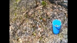 Как готовить грибы строчки?  Первый весенний гриб.