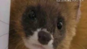 Моё любимое животное хорек