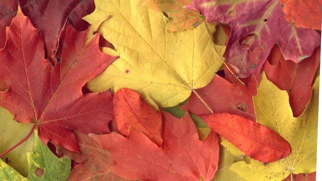 Современные песни для детей Autumn leaves Осенние листья смотреть онлайн