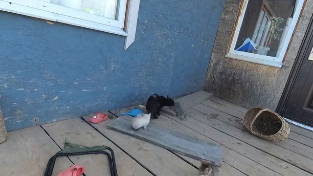 ХОЗЯЙСТВО НА ХУТОРЕ /ИЮЛЬ / ЖИВЕМ НА ЗЕМЛЕ смотреть онлайн