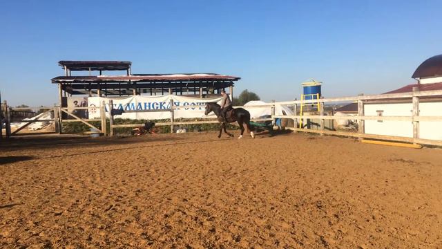 Продается жеребец русский рысак 2011г смотреть онлайн