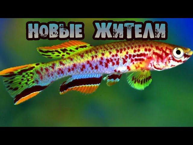 НОВЫЕ ЖИТЕЛИ ТРИДЦАТКИ смотреть онлайн