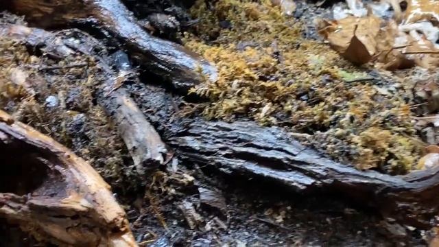 Update On The Merulanella Sp. Tricolour Isopod Vivarium