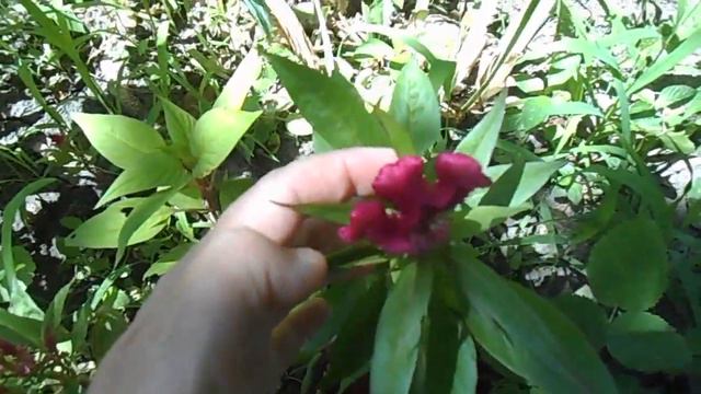 Китайские семена . Что из них растёт? Продолжение. смотреть онлайн