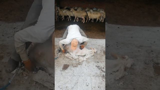 Стрижка овец за минуту смотреть онлайн