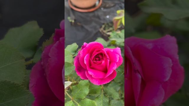 Роза МАНСТЕД ВУД расцвела одна из самых первых!!!(трехлетка)(04.06.23) смотреть онлайн