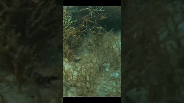 Под водой Черного моря... смотреть онлайн