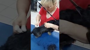 Тримминг жёсткошерстной таксы.