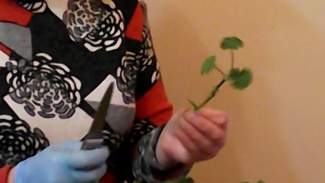 Ампельная плющевидная пеларгония зимой