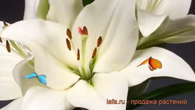 Лилия ла-гибрид Бах (lilium la-hybrids bach) ? лилия Бах обзор: как сажать луковицы лилии Бах смотреть онлайн