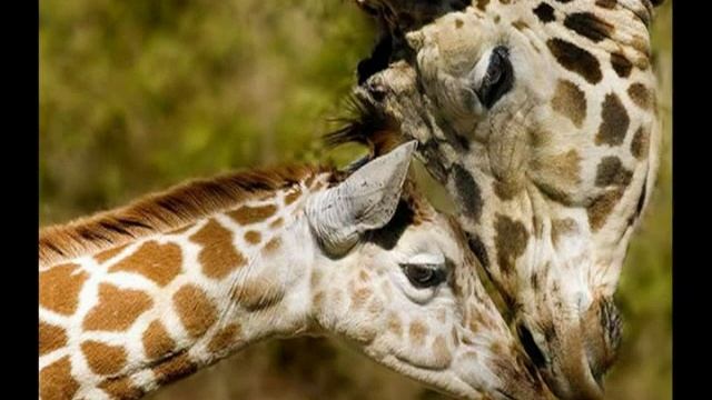 пусть мама услышит смотреть онлайн