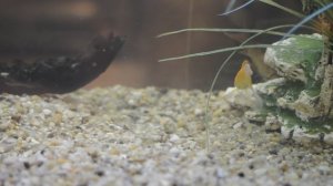 Сервировка стола. Еда.