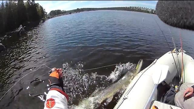 Рекордная щука на свимбейт Savage Gear Real Eel.