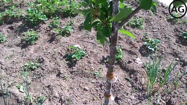 Как защитить плодовое дерево от муравьев и тли ? МОЙ СПОСОБ. смотреть онлайн