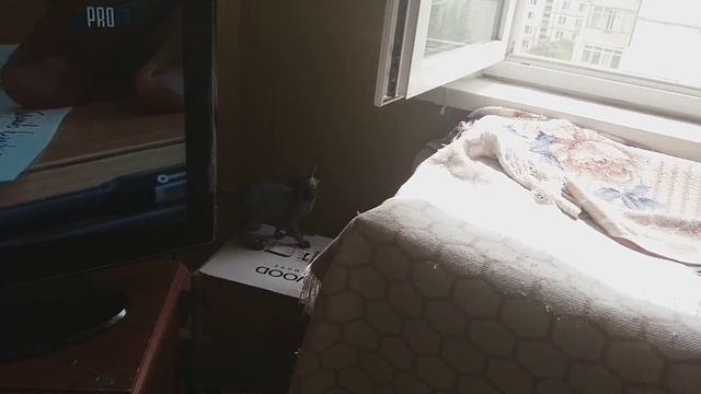 Котята сфинкс игры смотреть онлайн