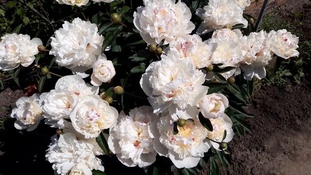 БЕЛЫЙ ПИОН С КРАСНЫМ ОТТЕНКОМ . ПИОН ТРАВЯНИСТЫЙ Fastiva Maxima 2020 год смотреть онлайн