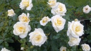 White Diamond Days Roses