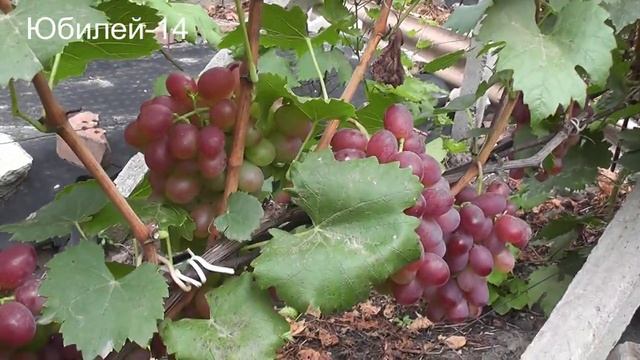 16-18-09-22г.Маршал,Долгожданный,Валентин,Юбилей-14,Щегол,Журавчик вишневый,Стелла. смотреть онлайн