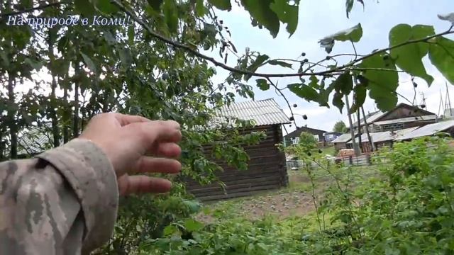 Начали окучивать картошку /Будни в деревне #64/