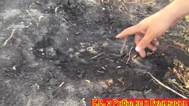 Сажаем семечки ели, посадили 30 семечек в мае, проросли 20,к сентябрю остался один саженец смотреть онлайн