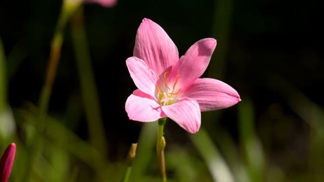 ‼️??Сон 29.07.22 о ВНЕЗАПНОМ ВОСХИЩЕНИИ! Звук трубы и твоя готовность. Готов ли ты? Лена Финл ?? смотреть онлайн
