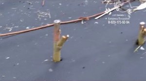 Плантация сортовой ивы осенью. Варка и очистка прутьев. Купить черенки ивы Американки гигантской.