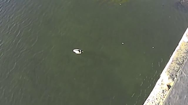 VLOG: Бродяга Фишай, Ван Гог, Кальянная №1 / Черный Белорусский смотреть онлайн