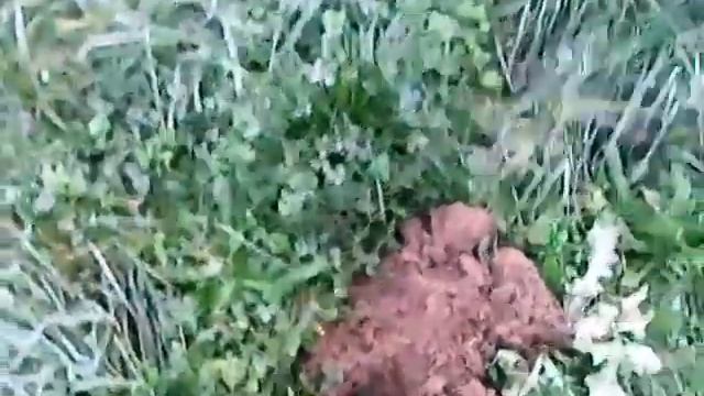 Коп на поляне смотреть онлайн