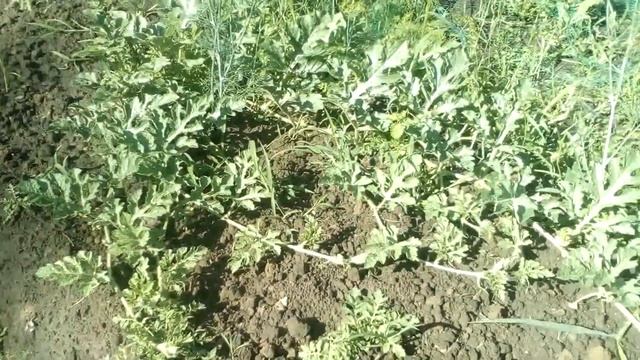 Арбузы Кримсон Свит растут, цветут, но не завязываются. 03.07 смотреть онлайн