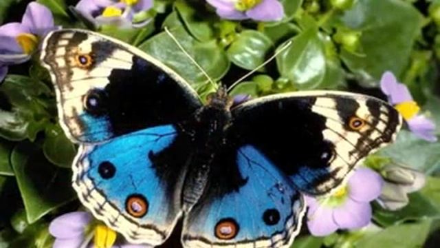 Классная Медитация, Релаксация Мантра Gayatri Mantra смотреть онлайн