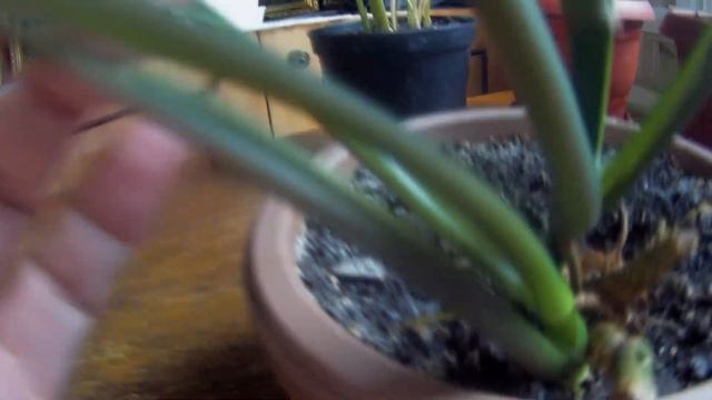 Комнатные цветы. Все гитаровидные. Сингониум и филодендрон. смотреть онлайн