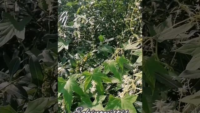 #эхиноцистис #бешеныйогурец #растение смотреть онлайн