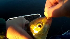 Рыбалка на подпуск. Ловля леща с лодки.