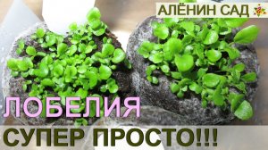 ПОСЕВ ЛОБЕЛИИ СУПЕР ПРОСТОЙ СПОСОБ!!! / Как очень просто посеять лобелию / Выращивание лобелии