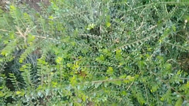 СОЧИ ЦВЕТЫ У ПОДЪЕЗДА. смотреть онлайн