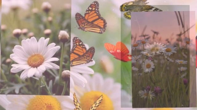 Самые красивые ромашки в мире #shorts смотреть онлайн