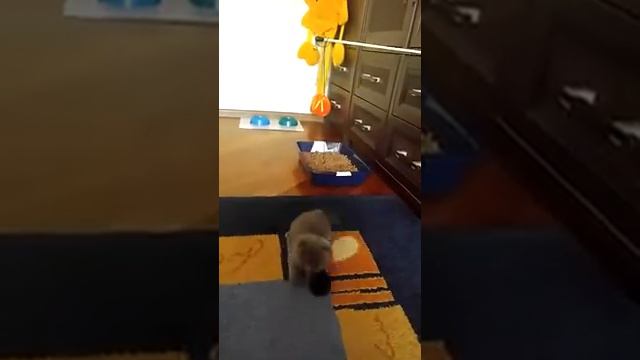 Шотландский вислоухий котёнок Жора, 1.5 месяца))) смотреть онлайн