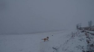 Охота на утку зимой в Канаде 2018