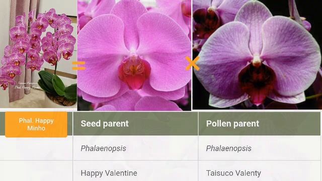Phalaenopsis HAPPY MINHO Орхидея Счастливый Минхо  цветение орхидеи Orchid Orchids  фаленопсис