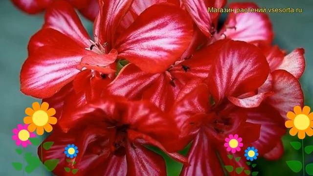 Пеларгония амурская, плющелистная Тоскана крис. Краткий обзор pelargonium x hortorum Toscana chris смотреть онлайн