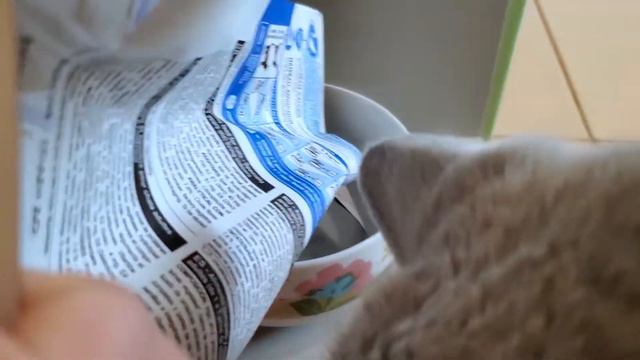 КОТЭ Самый голодный и ленивый кот. Кот Макс выпрашивает ЕДУ смотреть онлайн