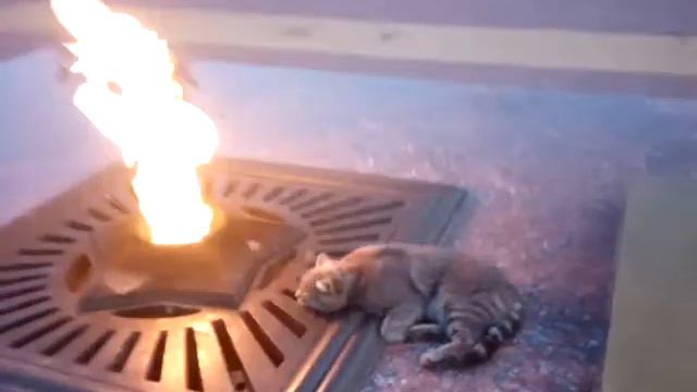 Cat and fire смотреть онлайн