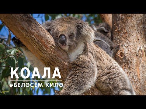 БЕЛӘСЕМ КИЛӘ: коала / Koala смотреть онлайн