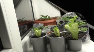 ЛИСТОВОЙ САЛАТ на ПОДОКОННИКЕ за 8 дней? Свежая зелень в зимнее время? Смотрите, как ЭТО ПРОСТО!