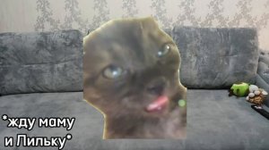 Один день из моей жизни, НО ВМЕСТО МЕНЯ МЕМНЫЕ КОТЫ | CapCut | Prosto_Pelbmenb