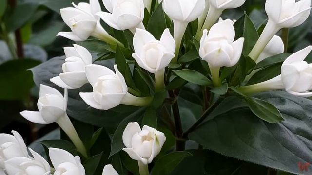 Бувардия (Bouvardia)