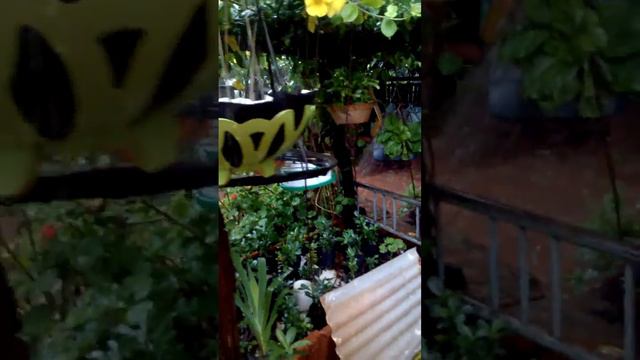 Rosa do Deserto (Adenium Obesum ) na Chuva смотреть онлайн