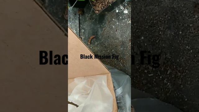 Dorstenia Ficus смотреть онлайн