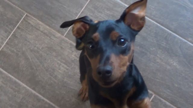 ЗНАКОМТЕСЬ, ЩЕНОК ЦВЕРГПИНЧЕРА! смотреть онлайн